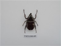 藏品(蘭嶼姬兜)的圖片